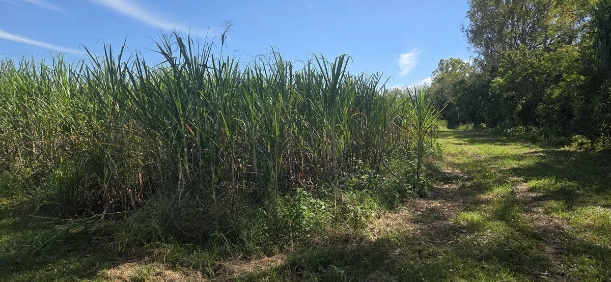 Additional image 14 of Lot 101 & 3 Lannercost Extension Road, Lannercost QLD 4850