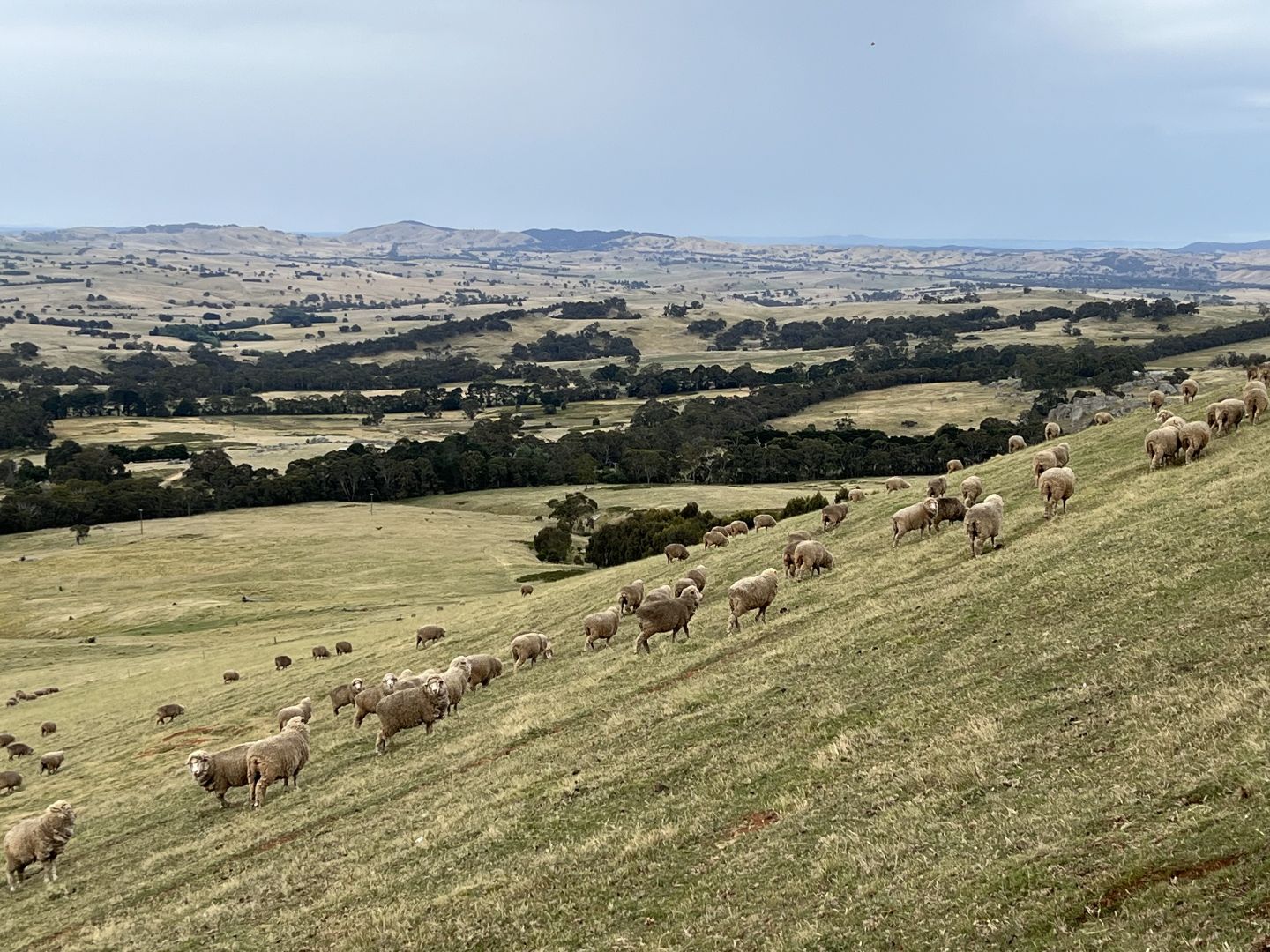 Lancefield-Pyalong Road, Goldie VIC 3435, Image 1