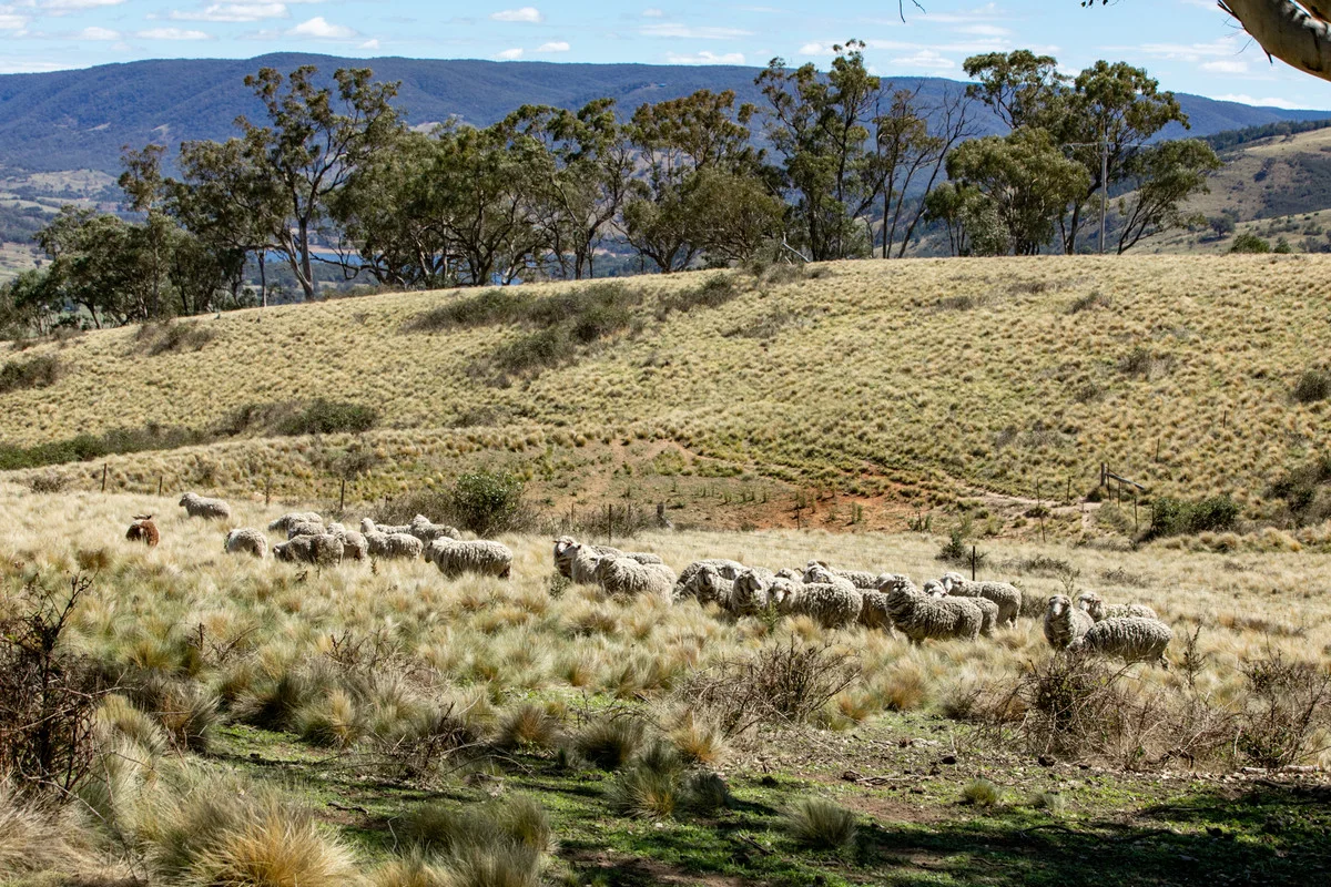 Additional image 7 of 1936 Greenmantle Road, Bigga NSW 2583