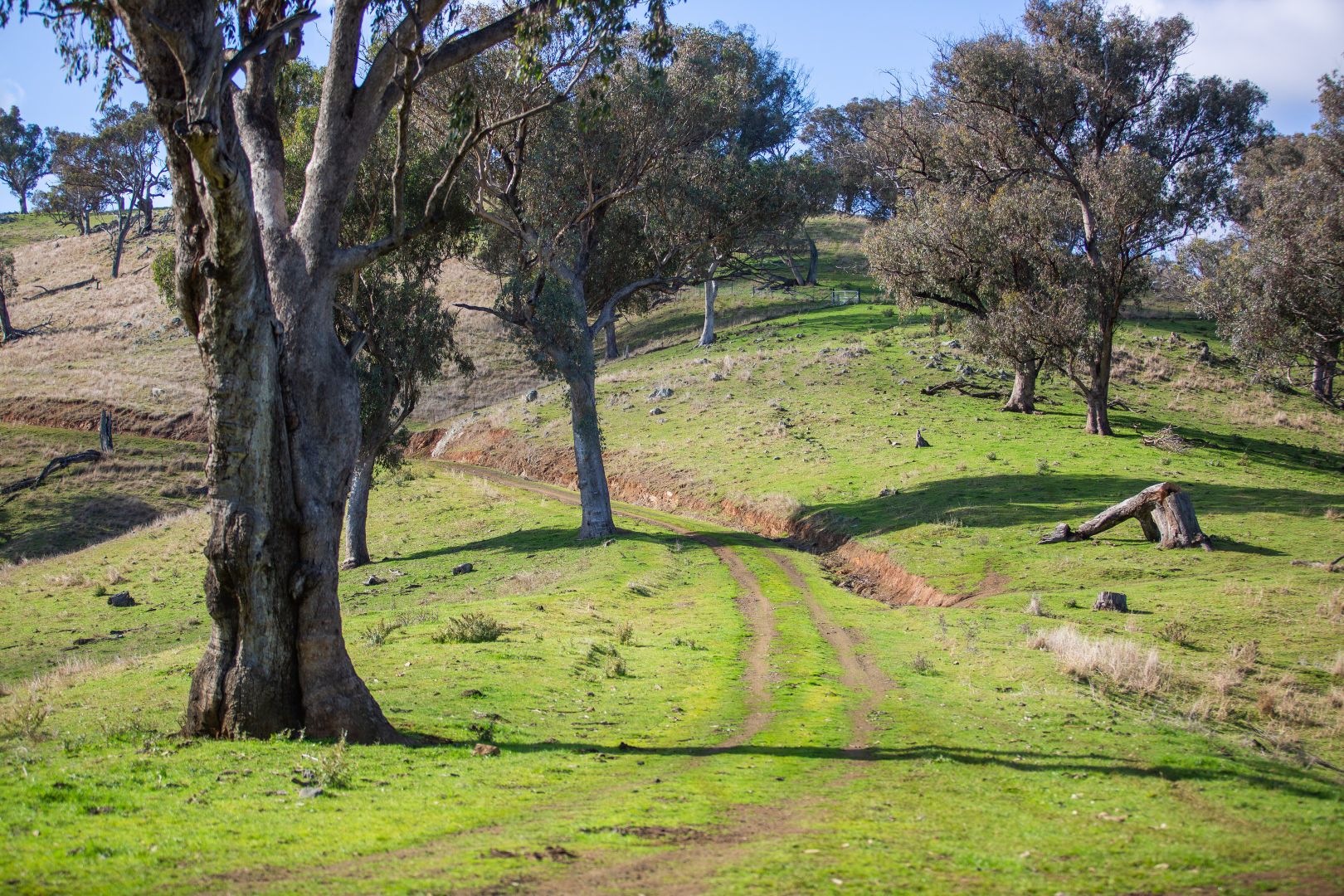 1770 Darbalara Road, Gundagai NSW 2722 Specialist Farm for Sale