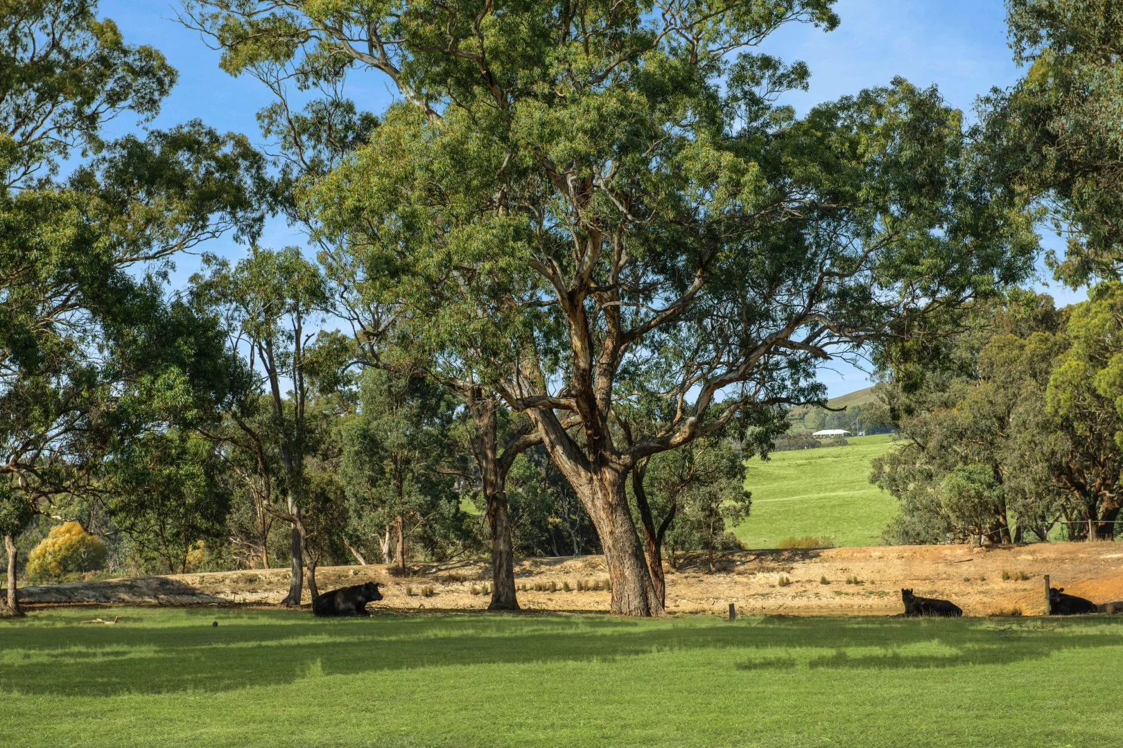 Image 15