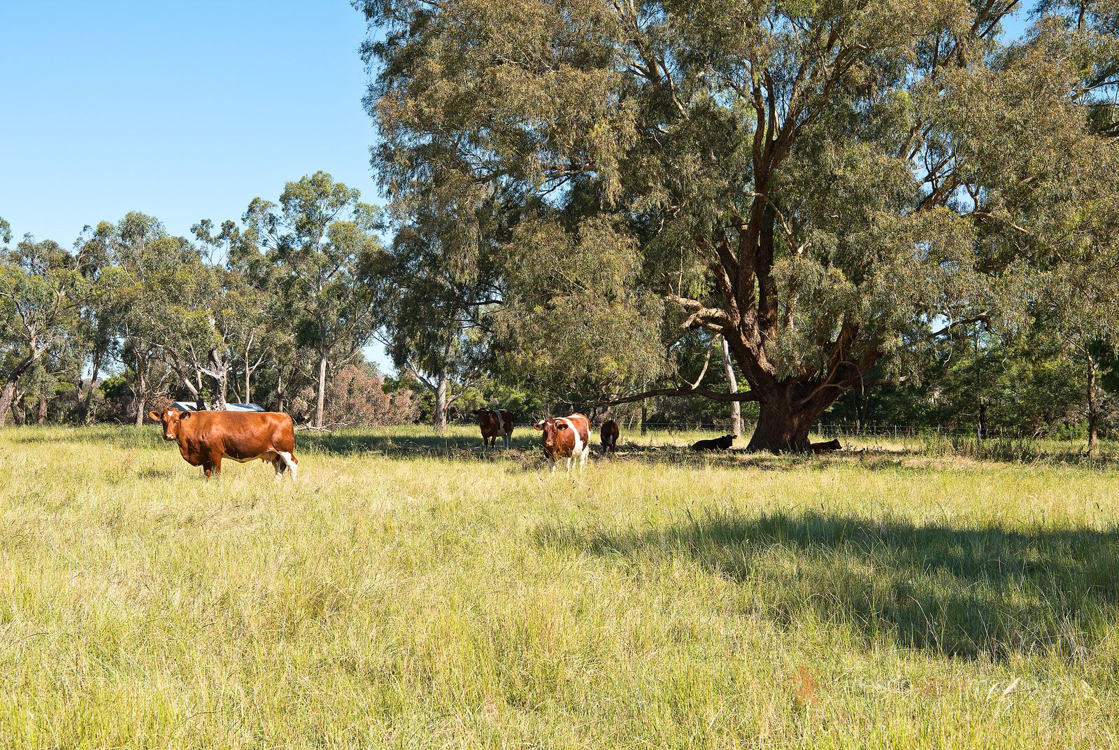 Vacant land in 145 Dunnetts Road, YAN YEAN VIC, 3755