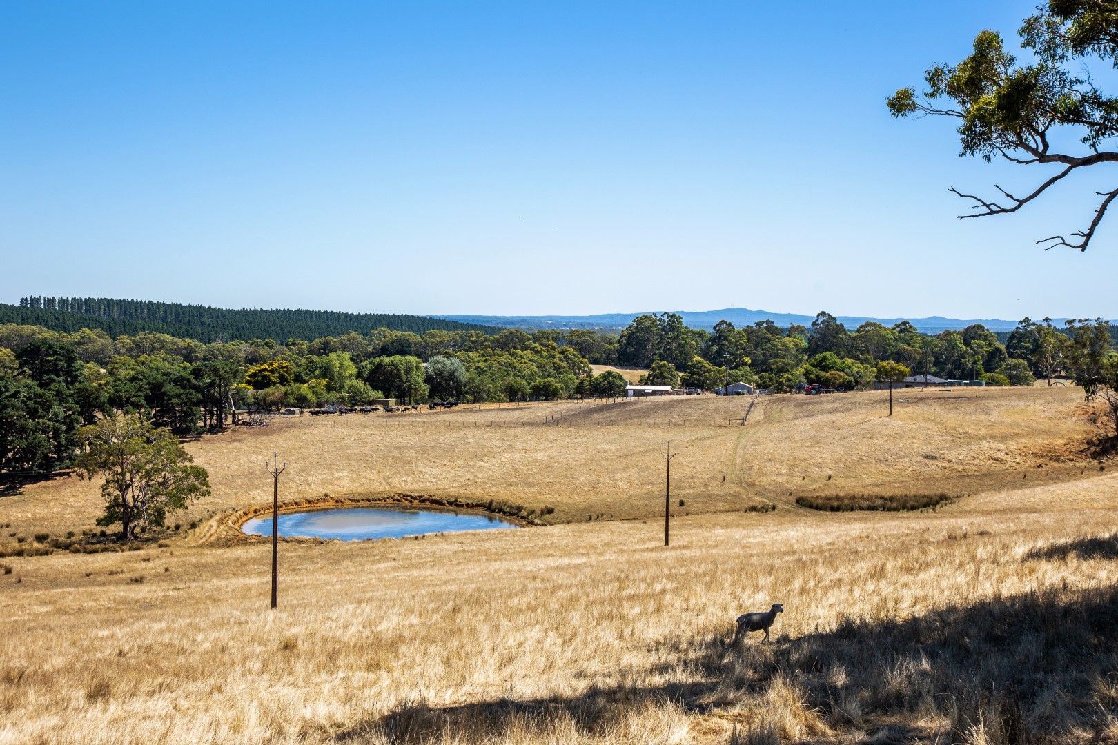 341 Blackfellows Creek Road, Blackfellows Creek SA 5201 Rural
