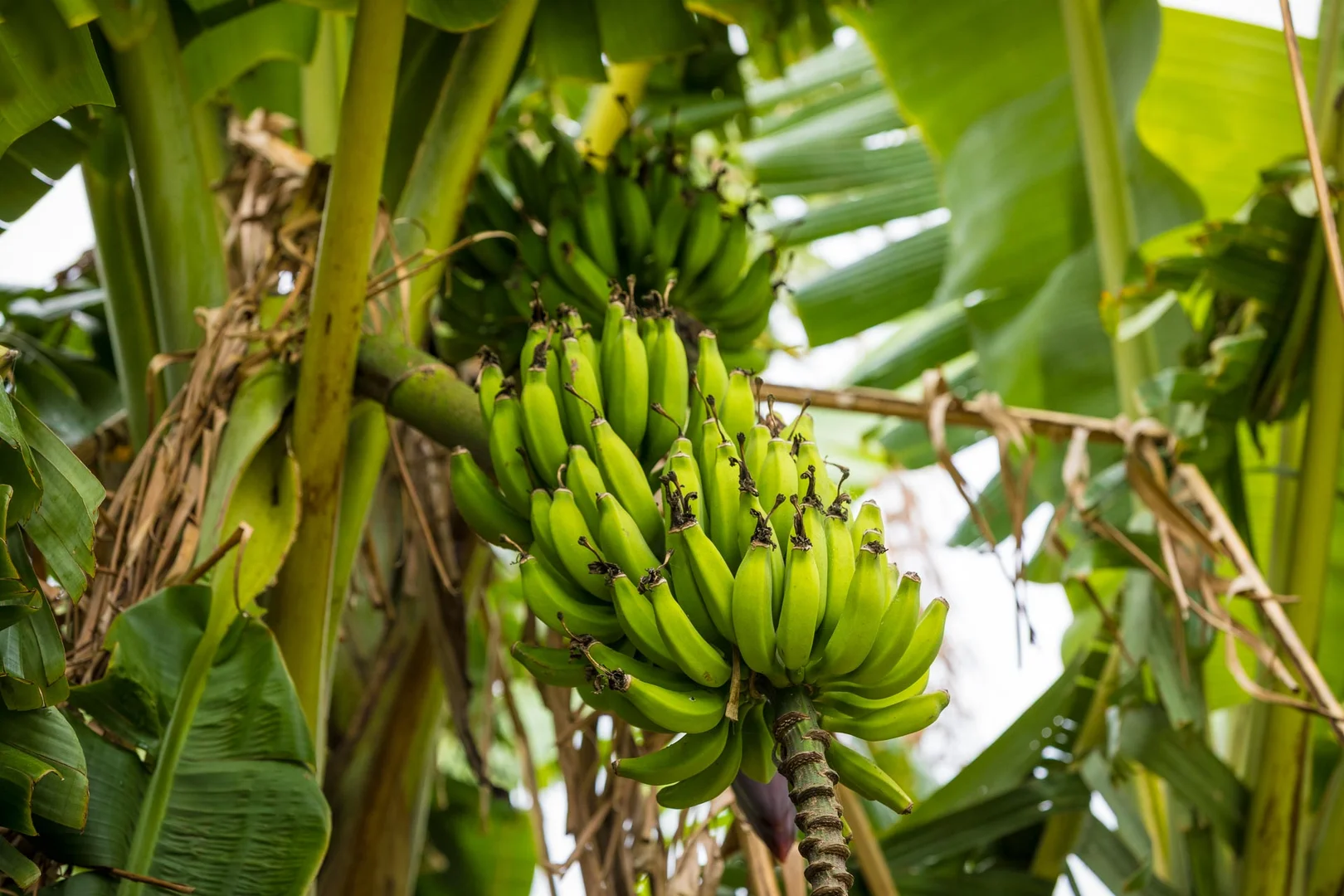 Additional image 49 of 286 Bald Hills Road, Bald Hills NSW 2549