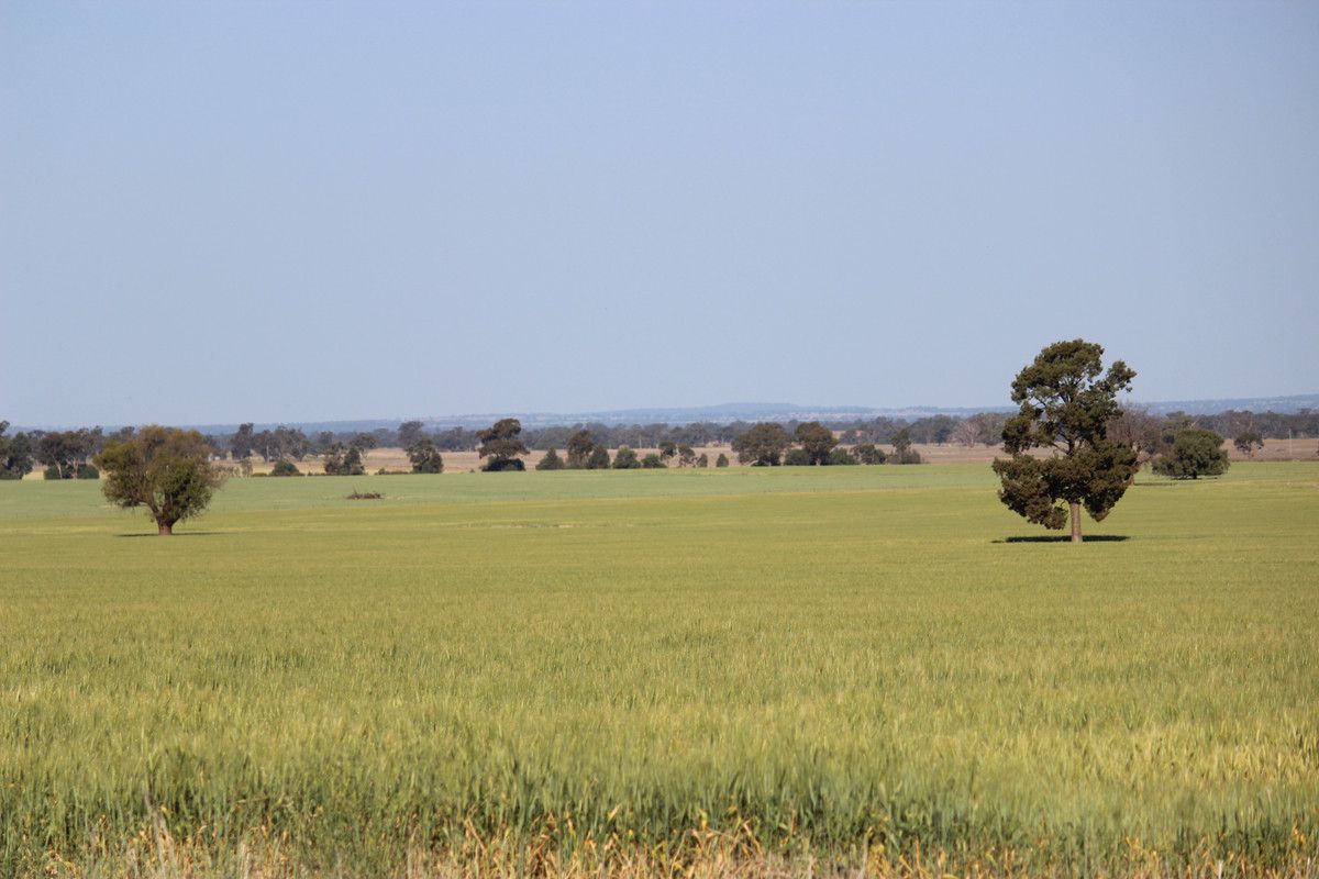 Forest Vale/3637 Fifield Road, Trundle NSW 2875 House for Sale