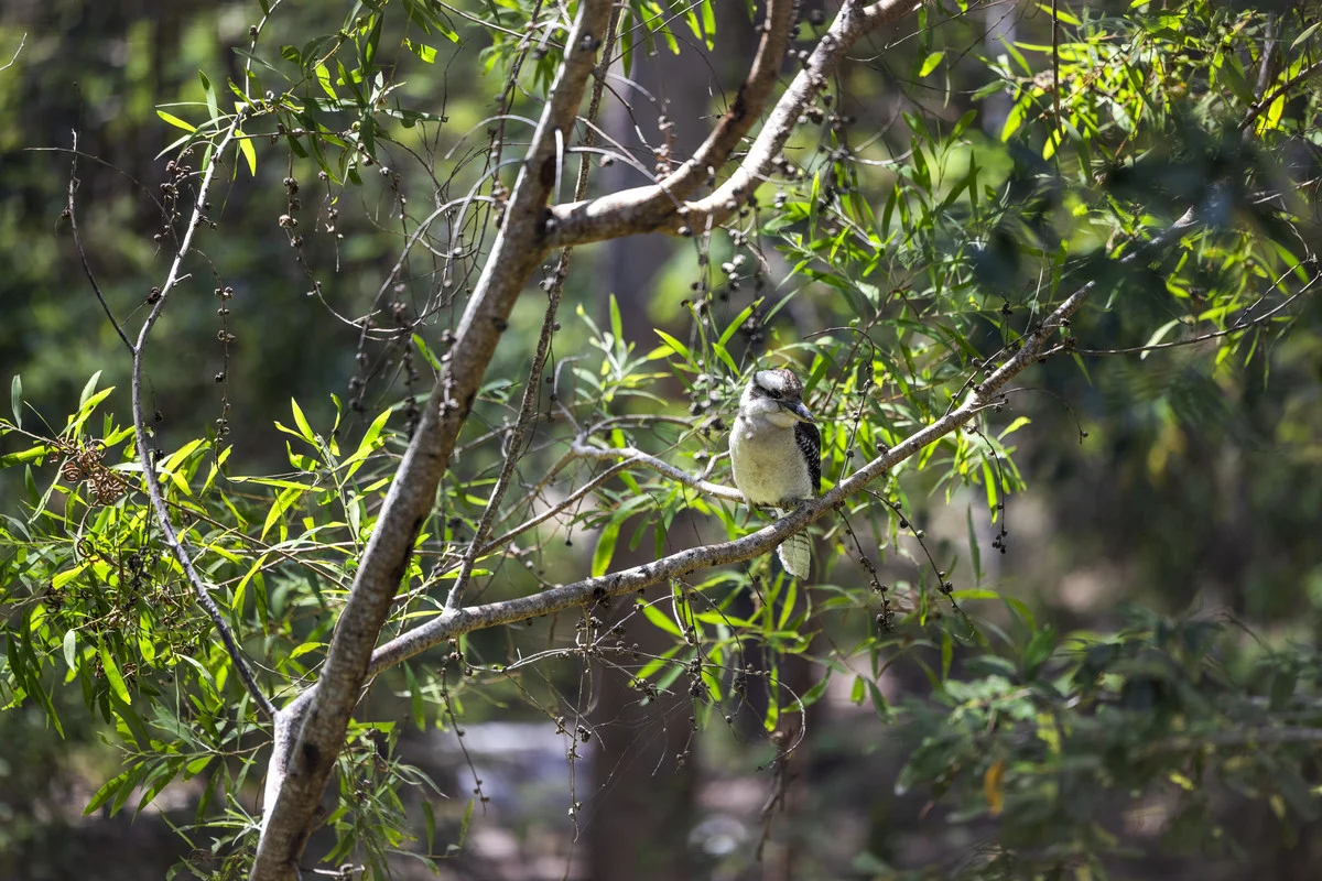 Additional image 20 of 23 Missing Link Road, Ilkley QLD 4554