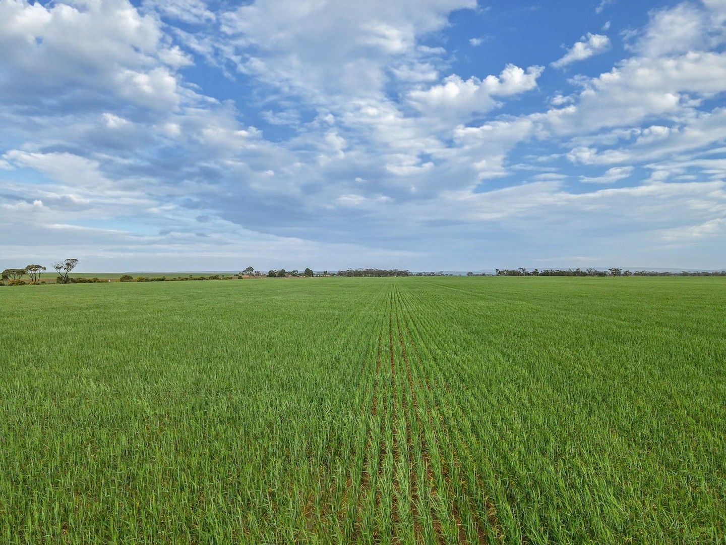 Rural in 'Sweet's' Catholic Church Road, BOWILLIA SA, 5461