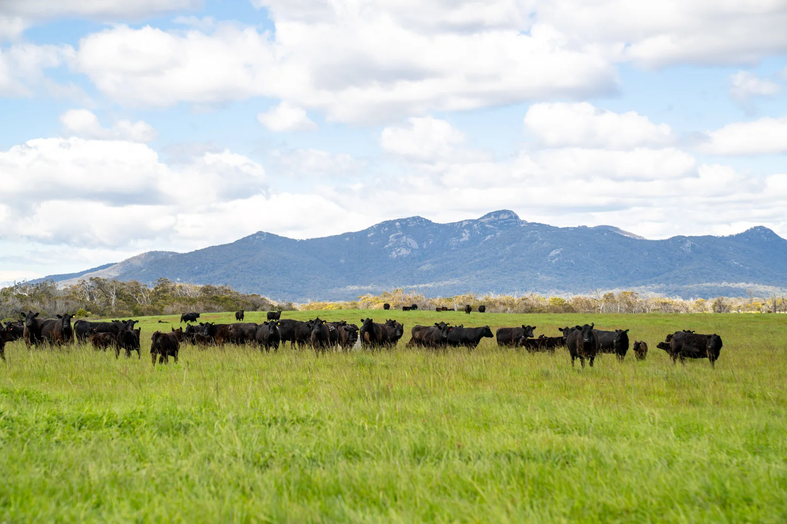 Additional image 10 of . Waterhouse Road, Boobyalla TAS 7264