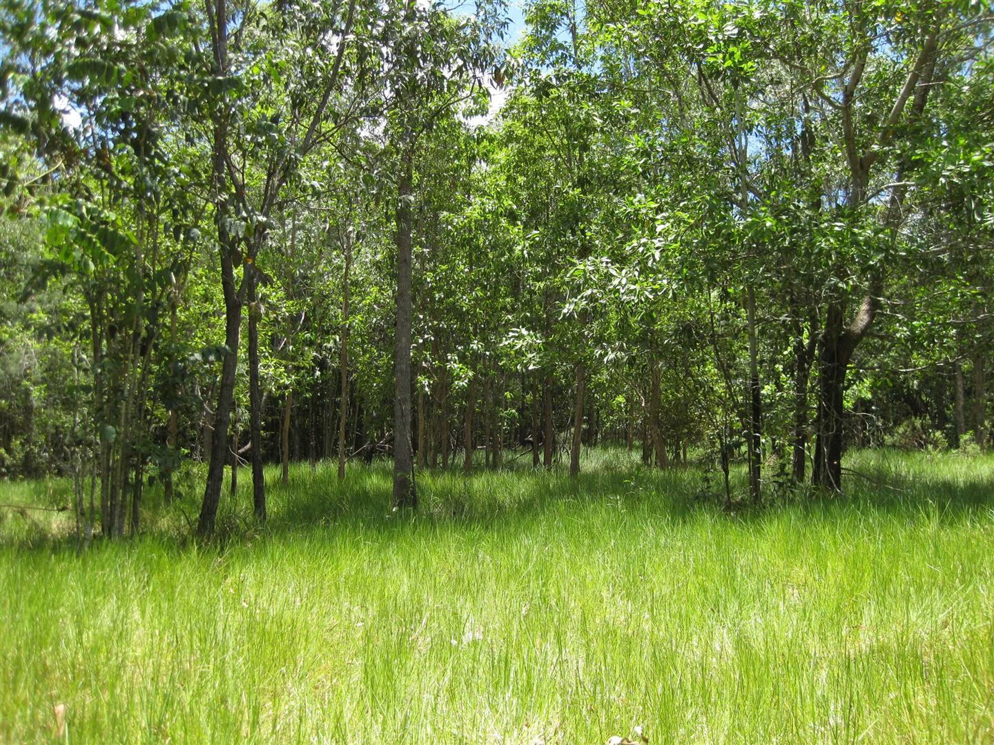 Dingo Pocket QLD 4854, Image 0