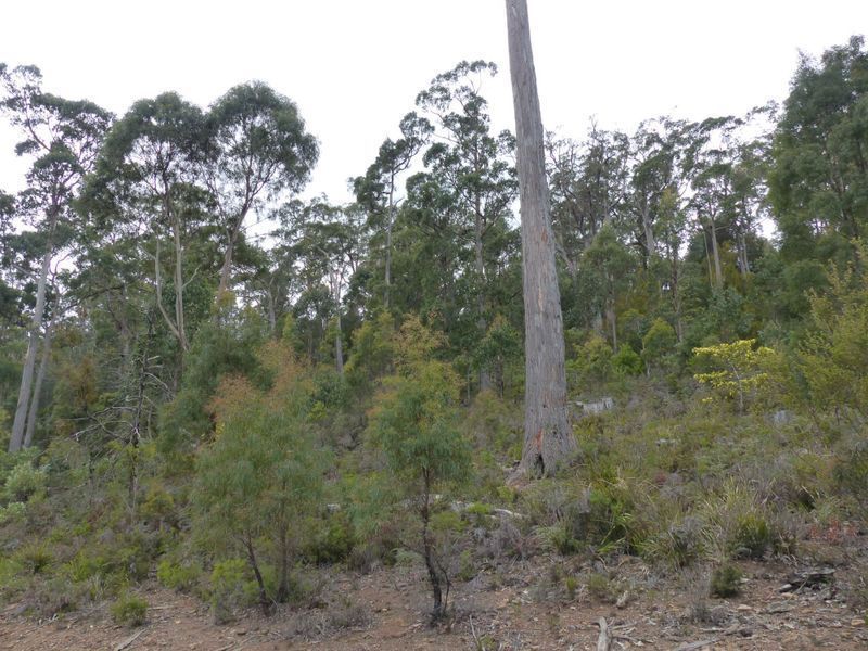 Lot 1 Bradys Plains Road, Parkham TAS 7304, Image 0