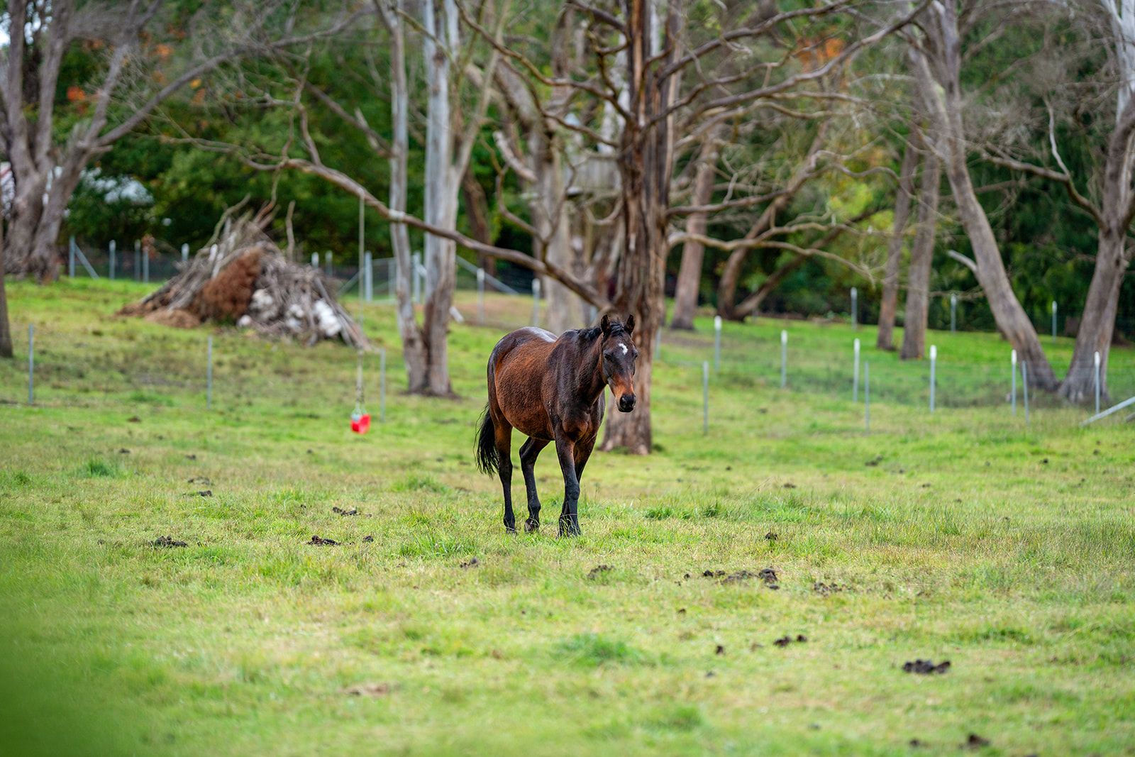 1 Wilson Drive, Colo Vale NSW 2575, Image 2