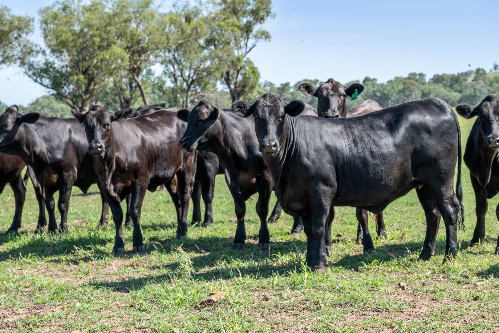 " Beaumont ", Ashford NSW 2361, Image 1