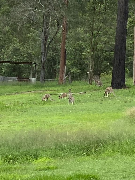 Vacant land in 101, 118 Whitman Road, CEDAR VALE QLD, 4285