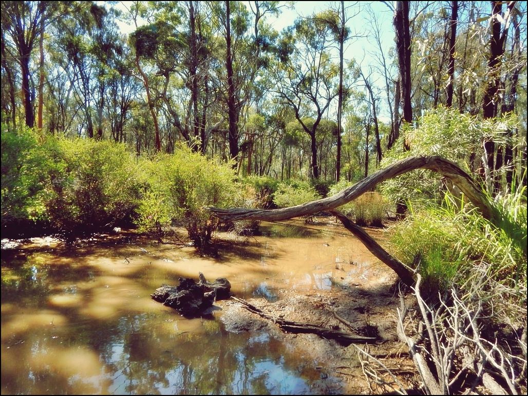 Lot 35 Belar Court, Millmerran Woods QLD 4357 House for Sale 165,000