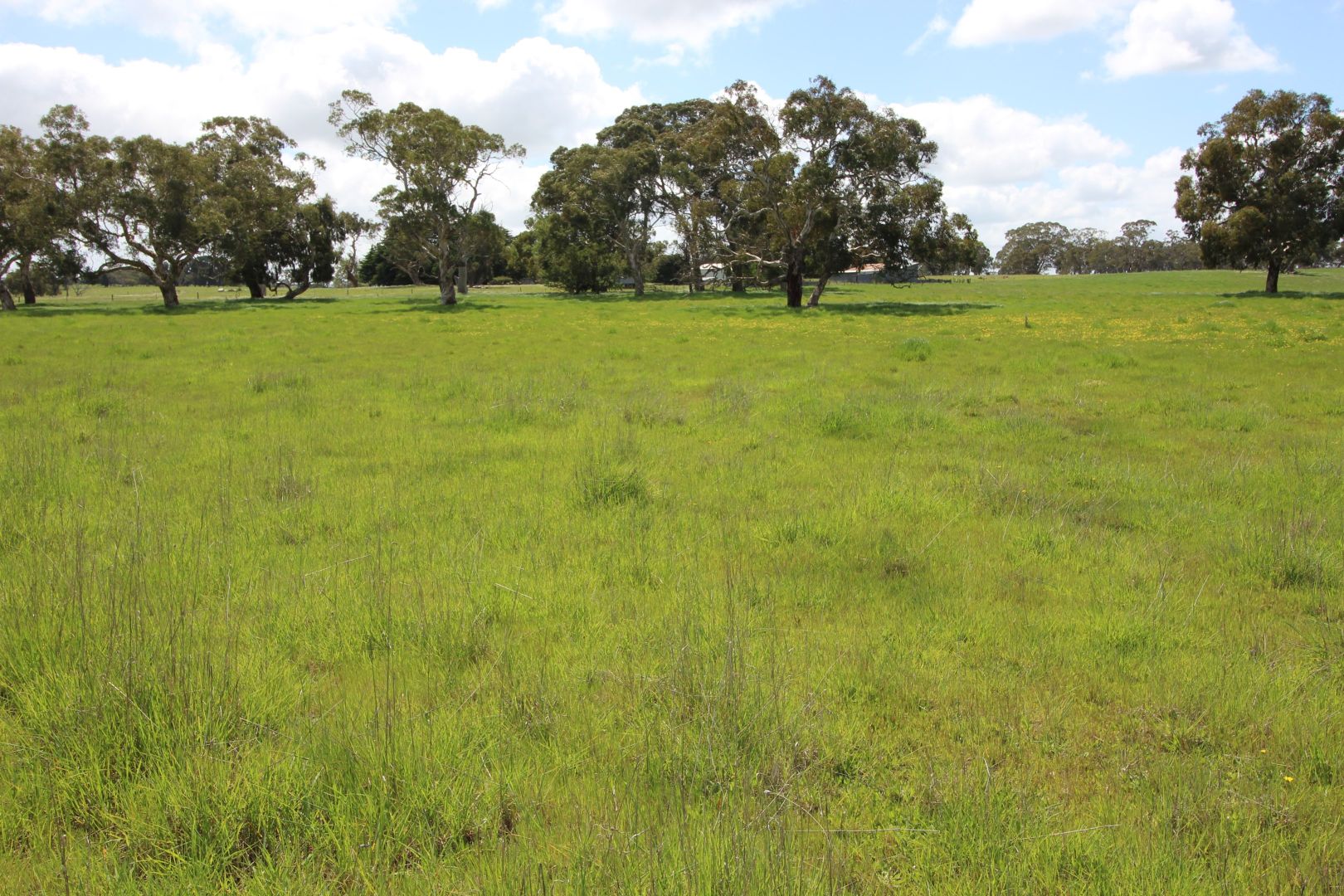 Bridge Road, Naracoorte SA 5271, Image 1