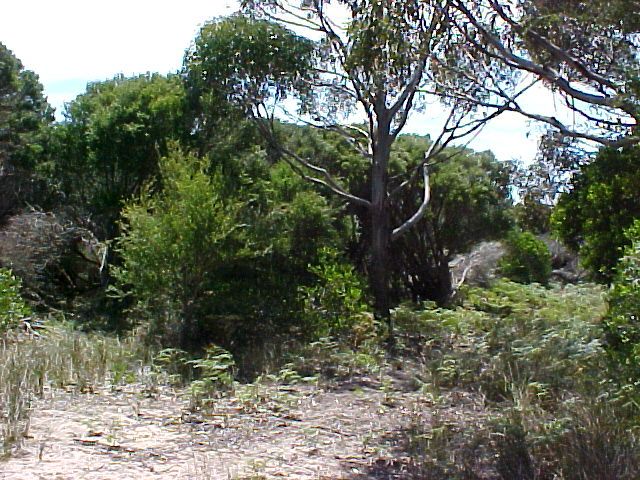 Lot 5 Edens Road, Palana TAS 7255, Image 0