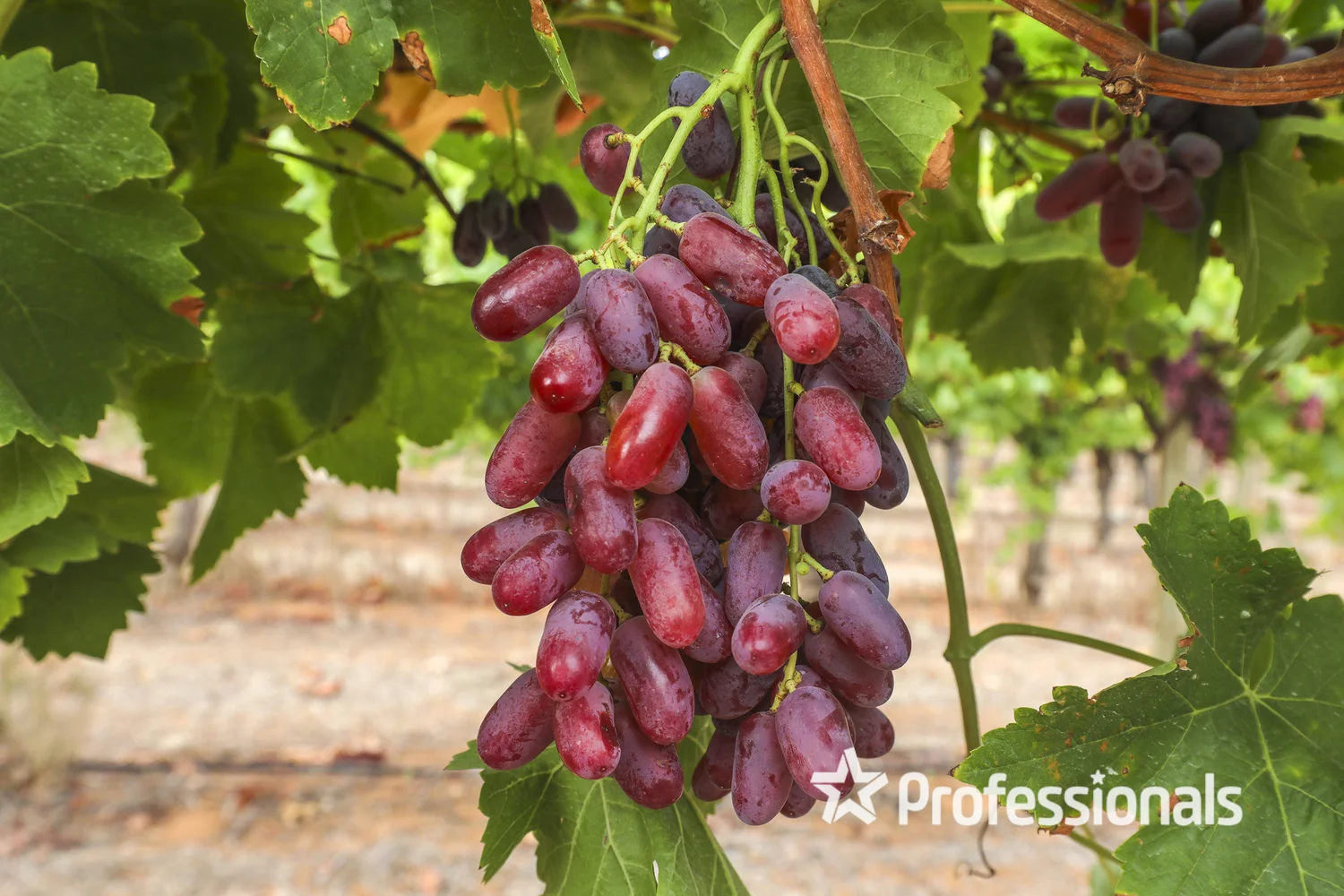 Additional image 15 of 405 Euston Avenue, Red Cliffs VIC 3496