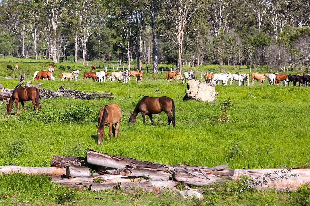 1222/Lot 1 Round Hill Rd, Captain Creek QLD 4677, Image 1