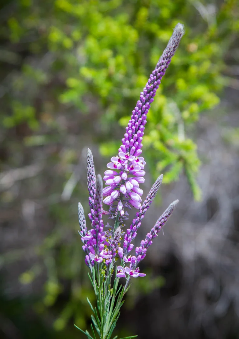 Image 37