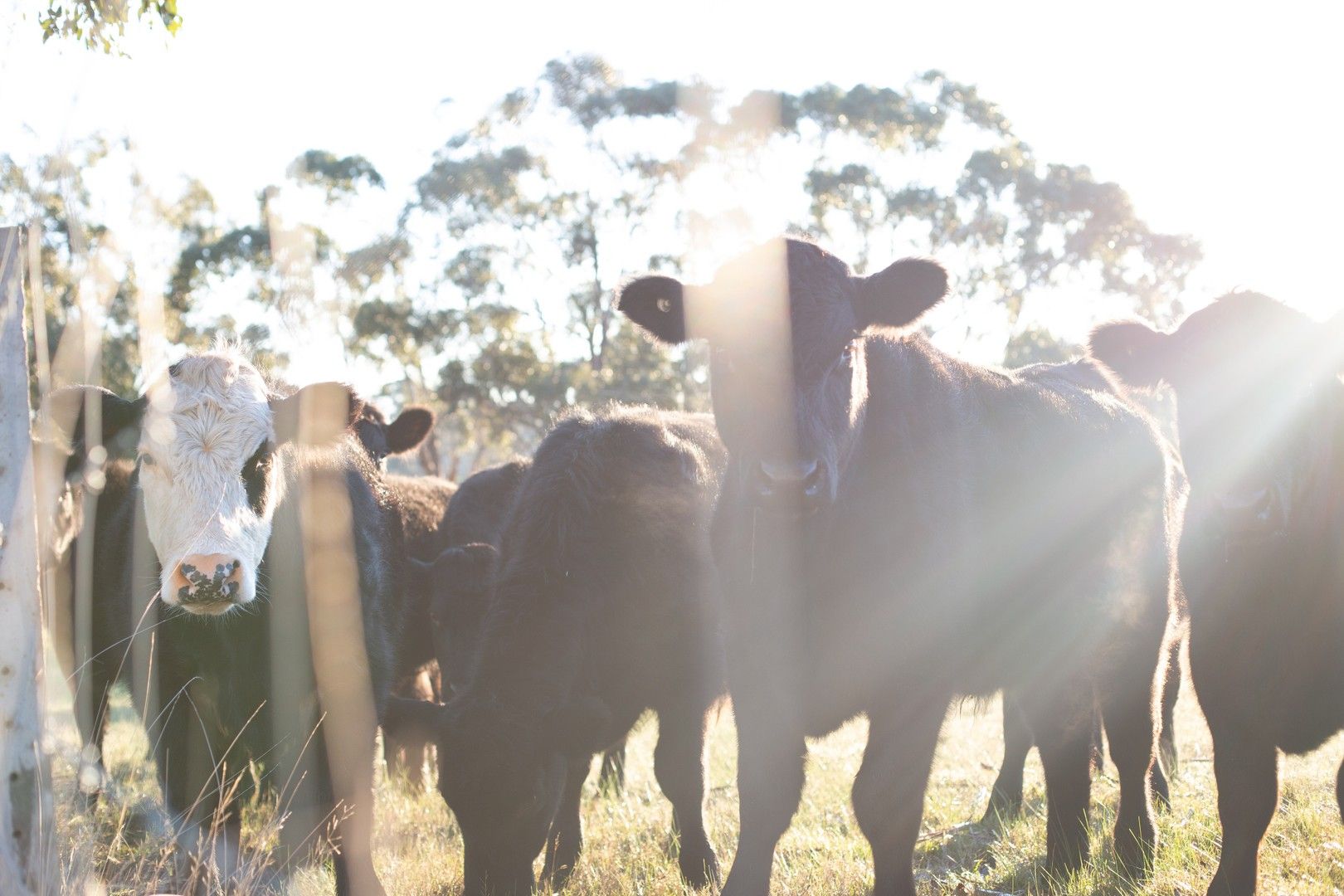 Vacant land in Lot 2 CA5/23/764 Daylesford Malmsbury Road, GLENLYON VIC, 3461