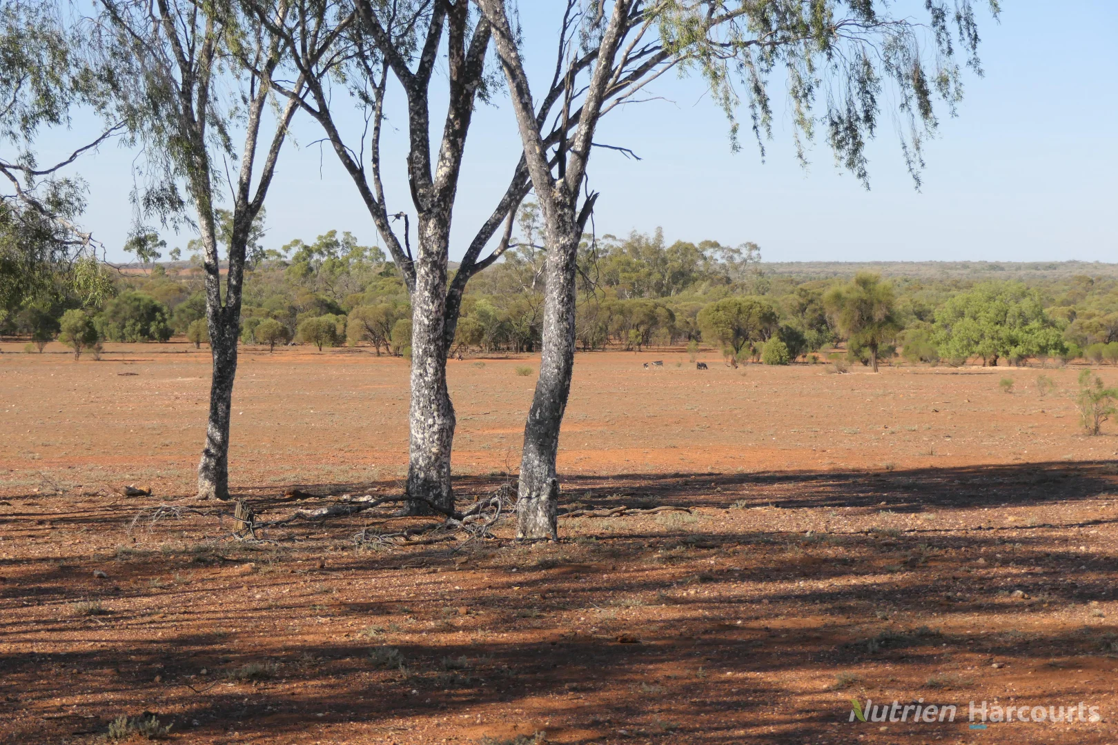 Additional image 9 of 27 Singleton Drive, Cobar NSW 2835