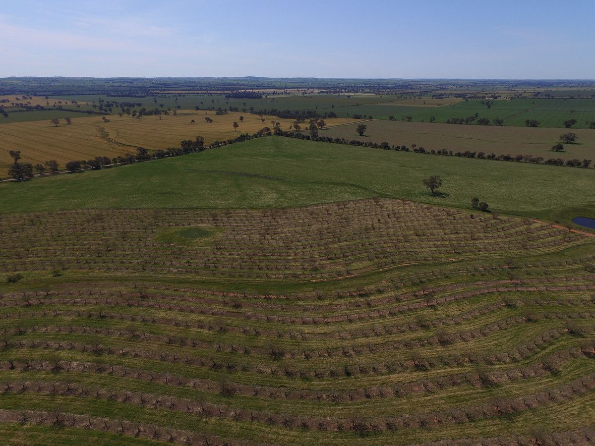 Harefield Pistachios Aerodrome Lane, Wagga Wagga NSW 2650, Image 1