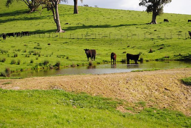 61 Triangle Road, HOMEWOOD VIC 3717, Image 2