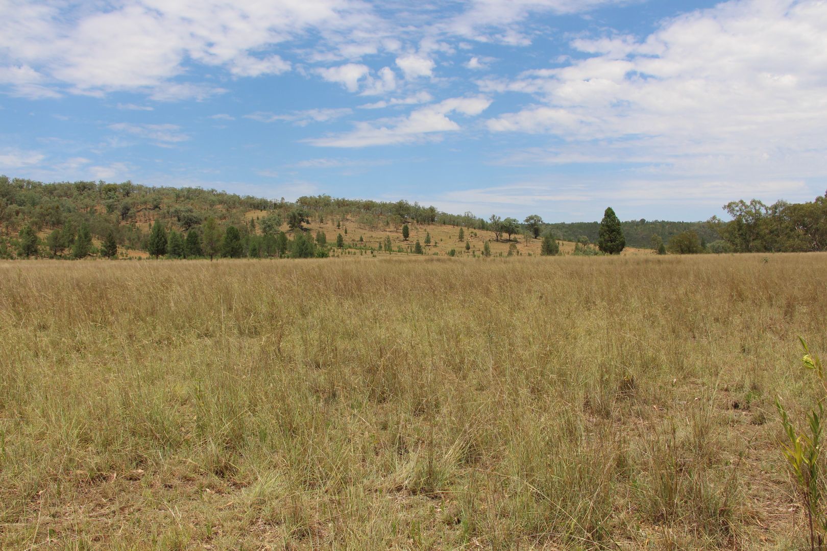 Little Mandoe Bedwell Downs Road, Inverell NSW 2360, Image 2