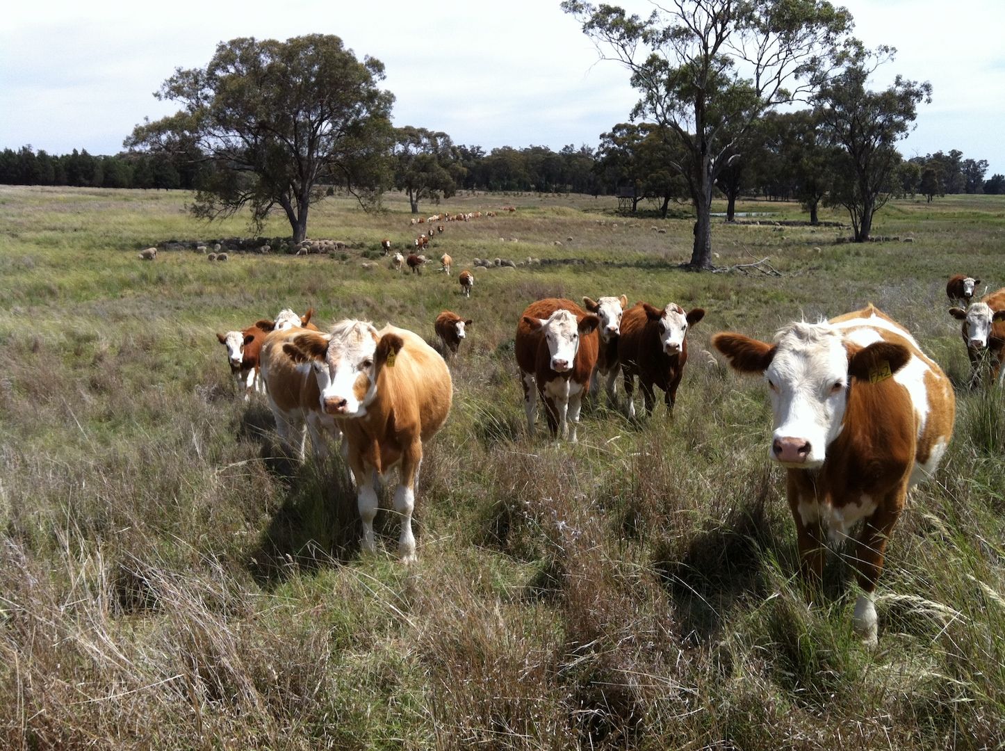 Dubbo NSW 2830, Image 0