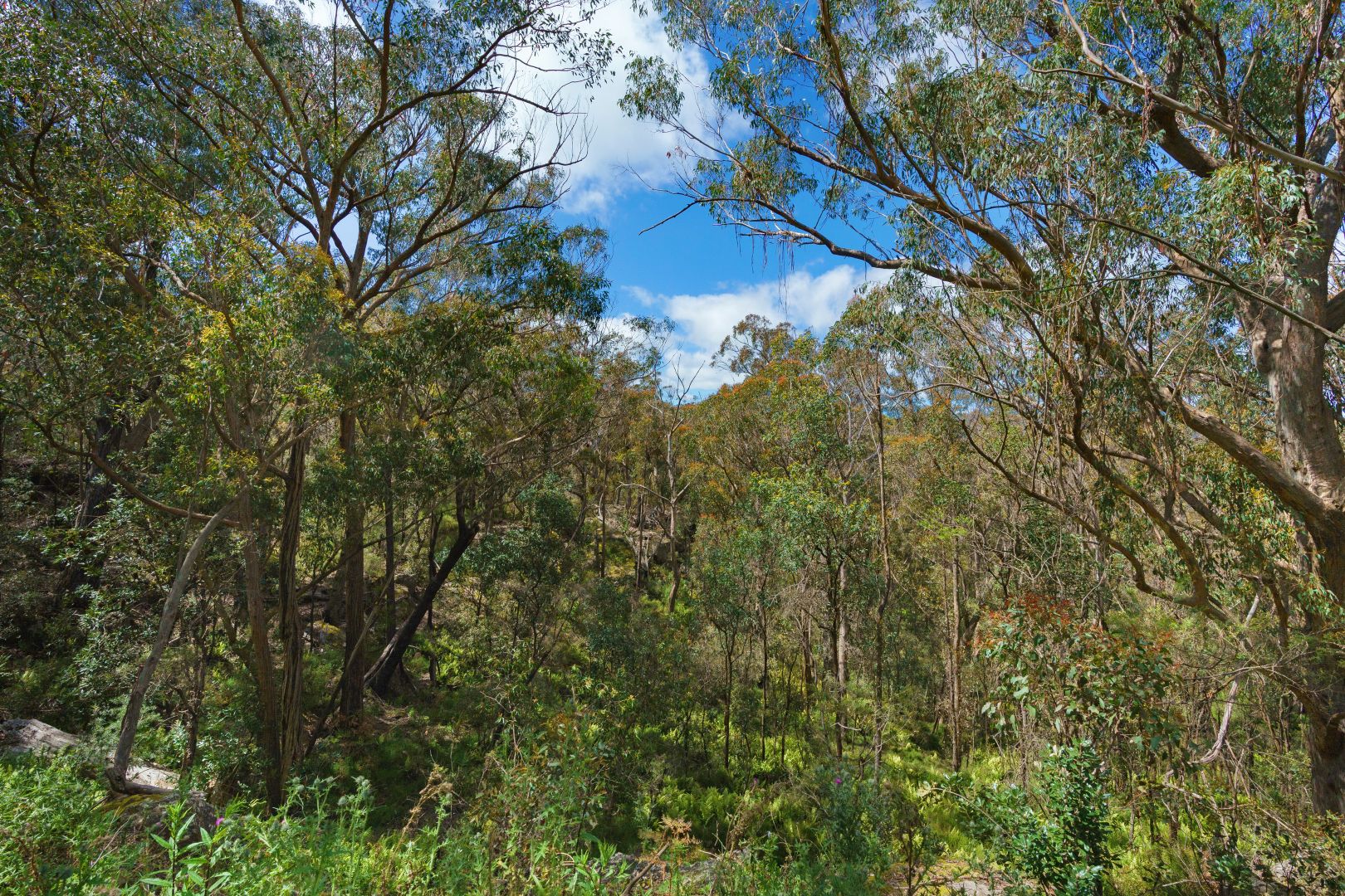 Lot 3 Swifts Lane, Woodlands NSW 2575, Image 1