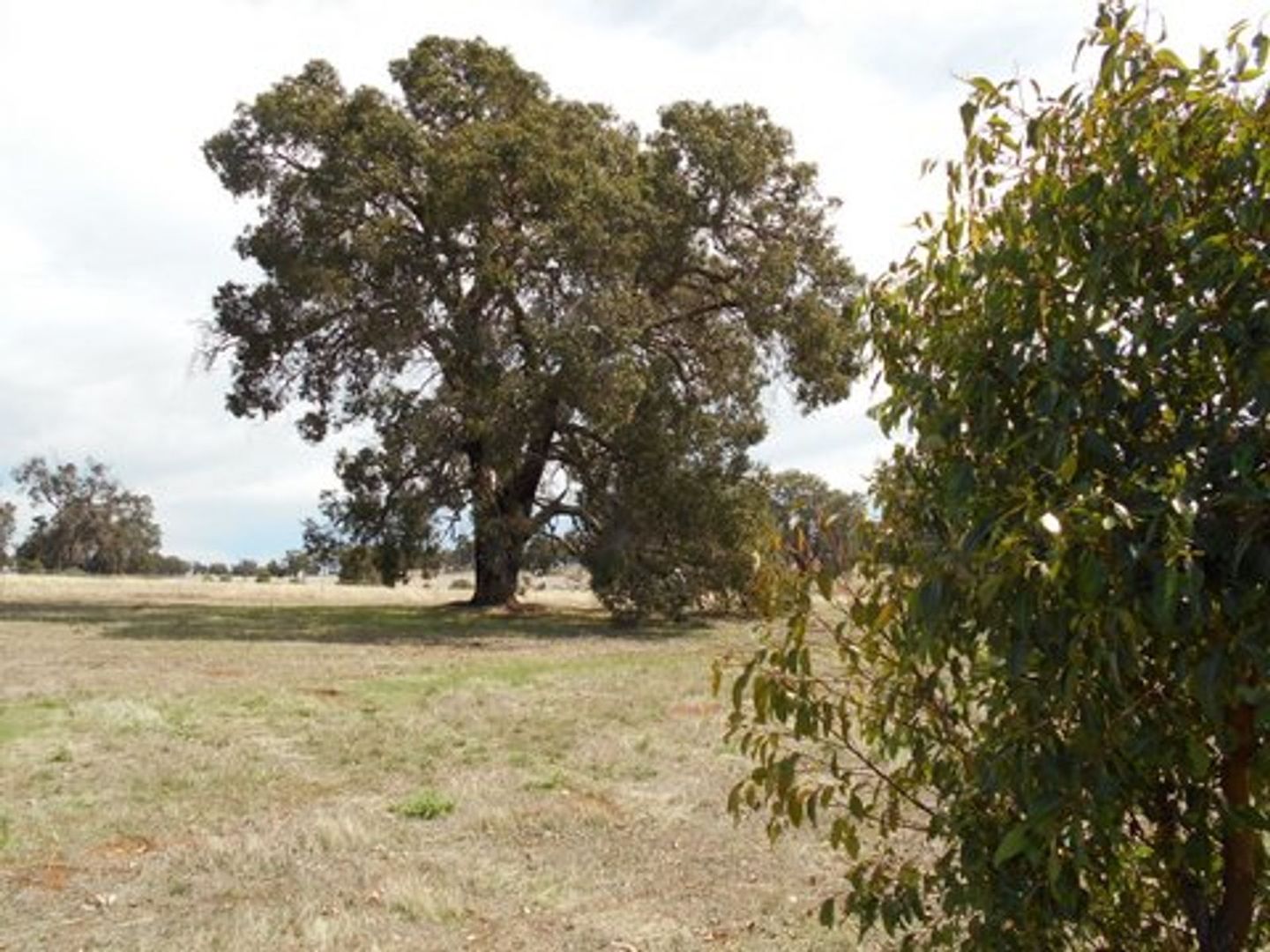 Lot 13 Charlton Road, Wandering WA 6308, Image 1