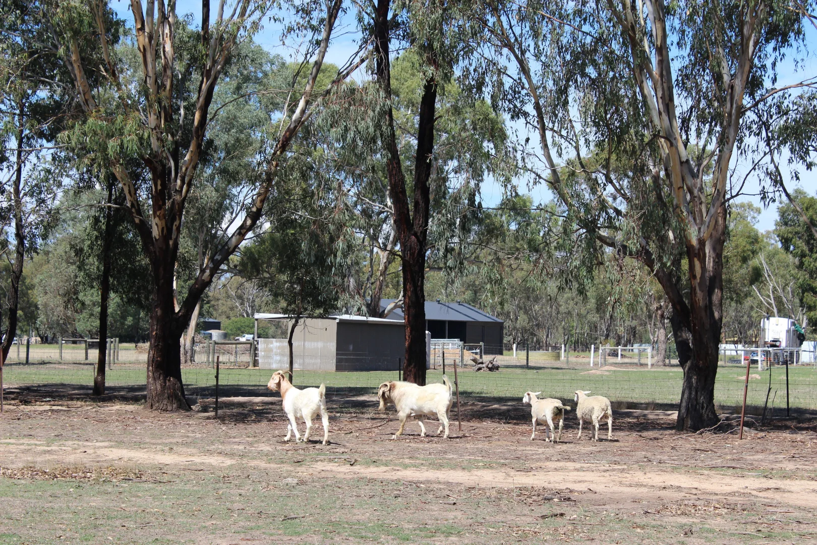 Additional image 10 of 450 Four Mile Road, Benalla VIC 3672