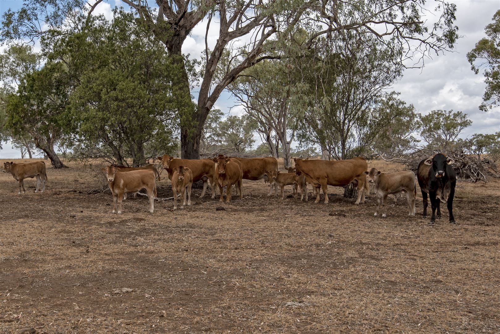 540 Oakey-Pittsworth Road, Pittsworth QLD 4356, Image 1