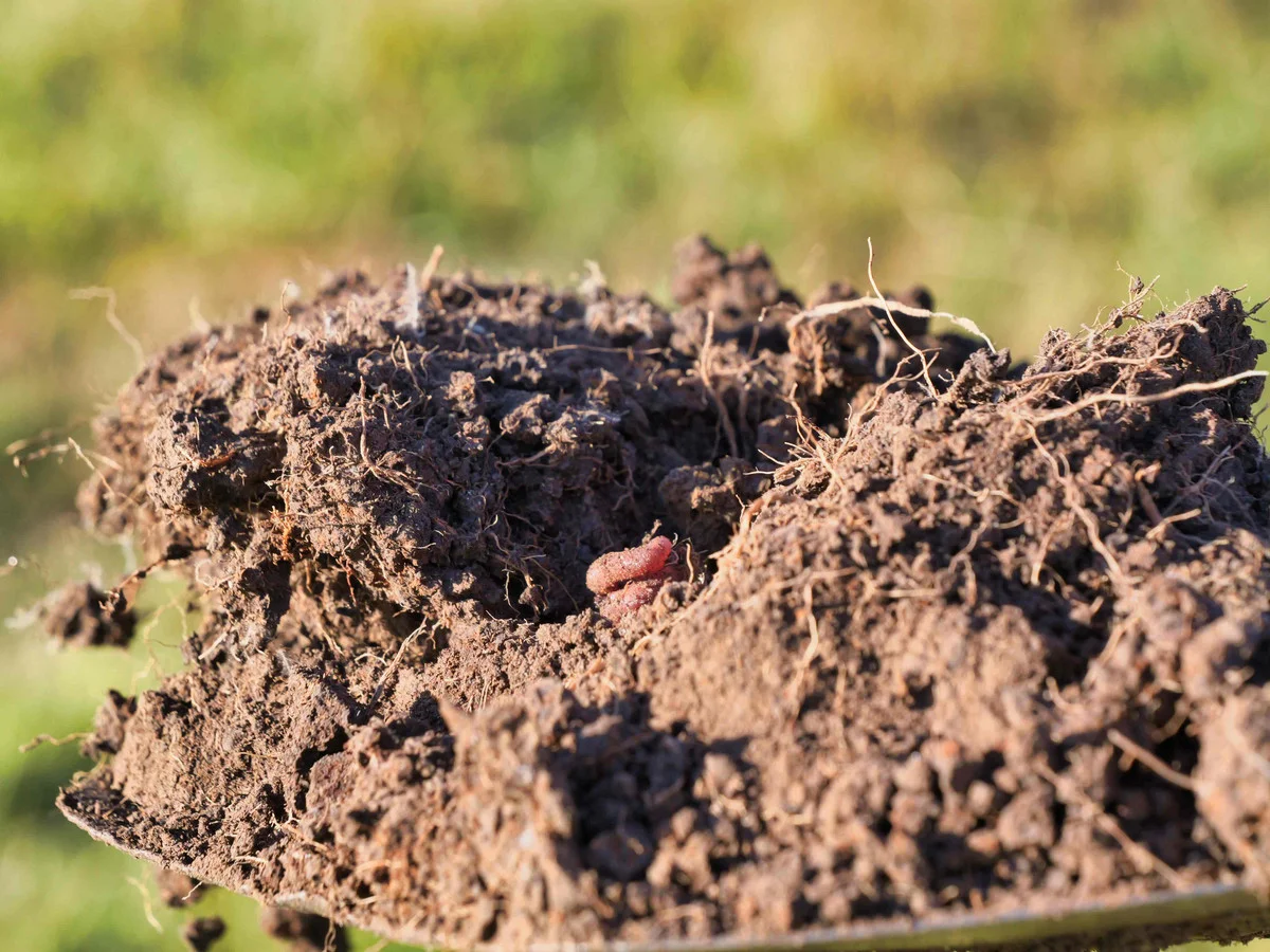 Additional image 11 of Sorrento Park, 304 Porters Bridge, Exton TAS 7303