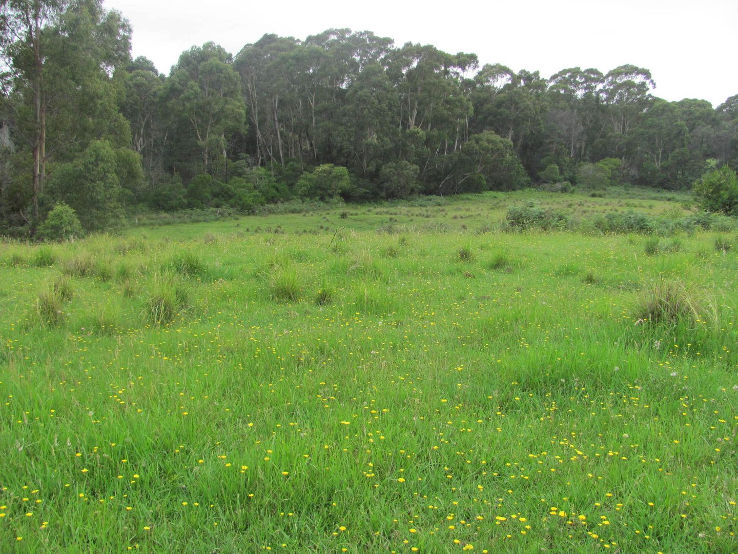 Lot 3, 375 Wamban Road, Moruya NSW 2537, Image 1