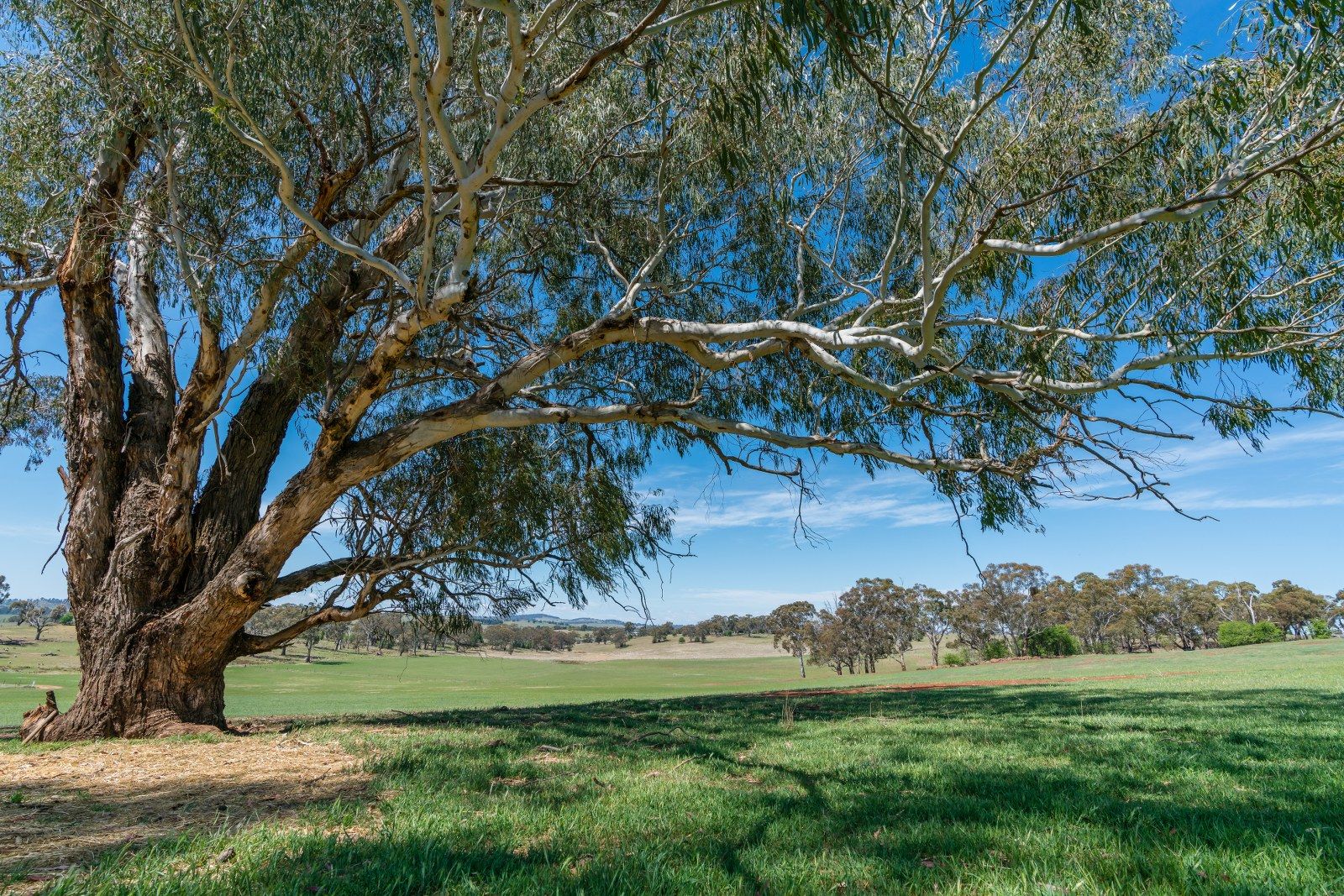 87 Bargwanna Road, Orange NSW 2800, Image 0