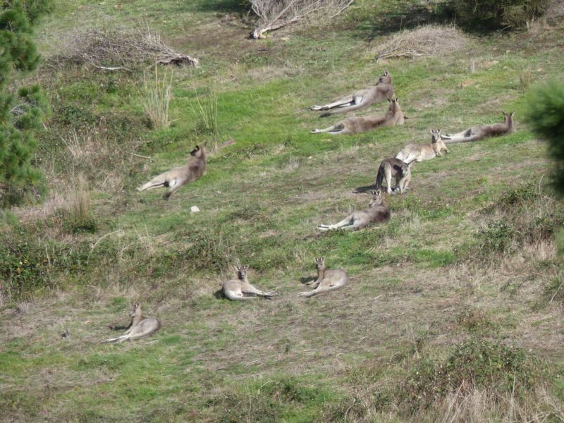 Yarrambat VIC 3091, Image 2