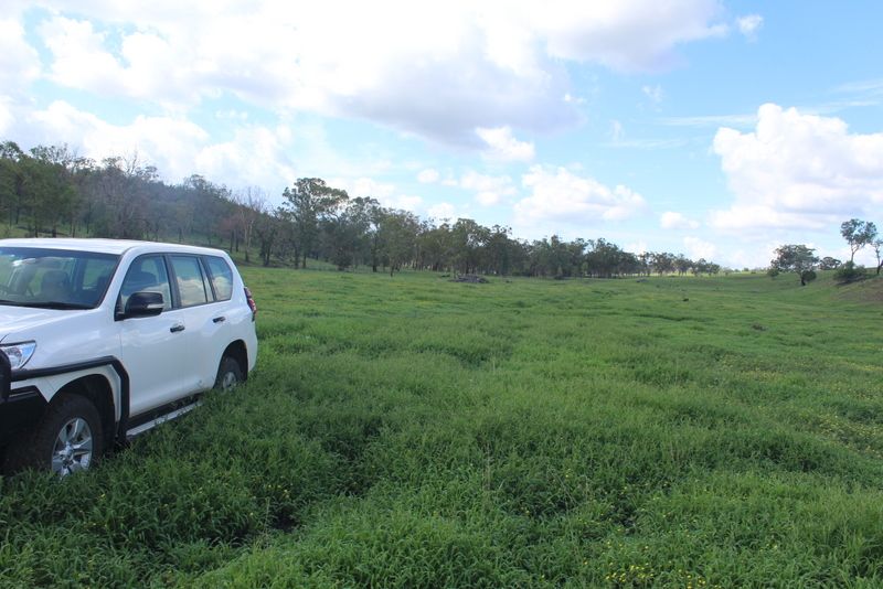 " Gunna Gumpy", Bingara NSW 2404, Image 2