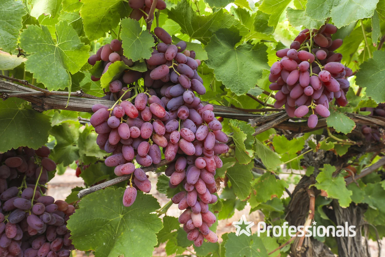 Additional image 16 of 405 Euston Avenue, Red Cliffs VIC 3496