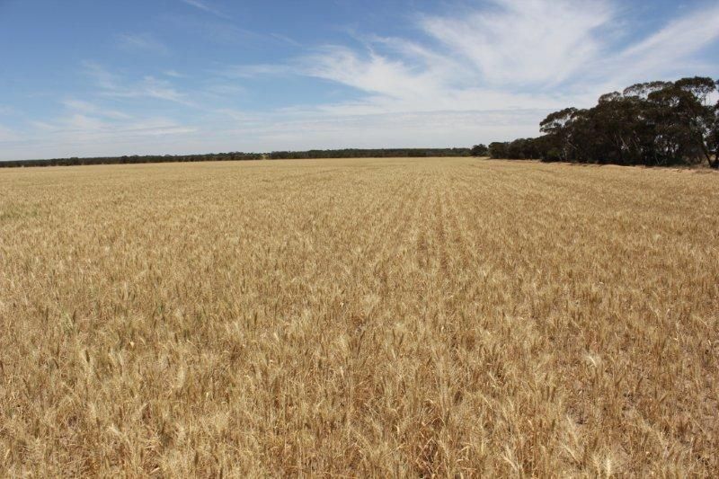 Lots Starcevich-Chapman Road, Cramphorne WA 6420, Image 2