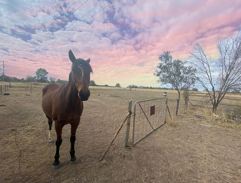 419 Chinchila Tara Road, Chinchilla QLD 4413 Domain