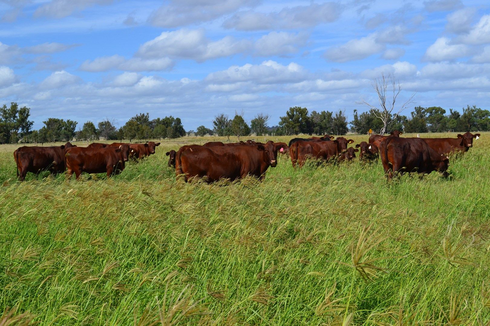 Cobbadamana Road, Inglewood QLD 4387, Image 0