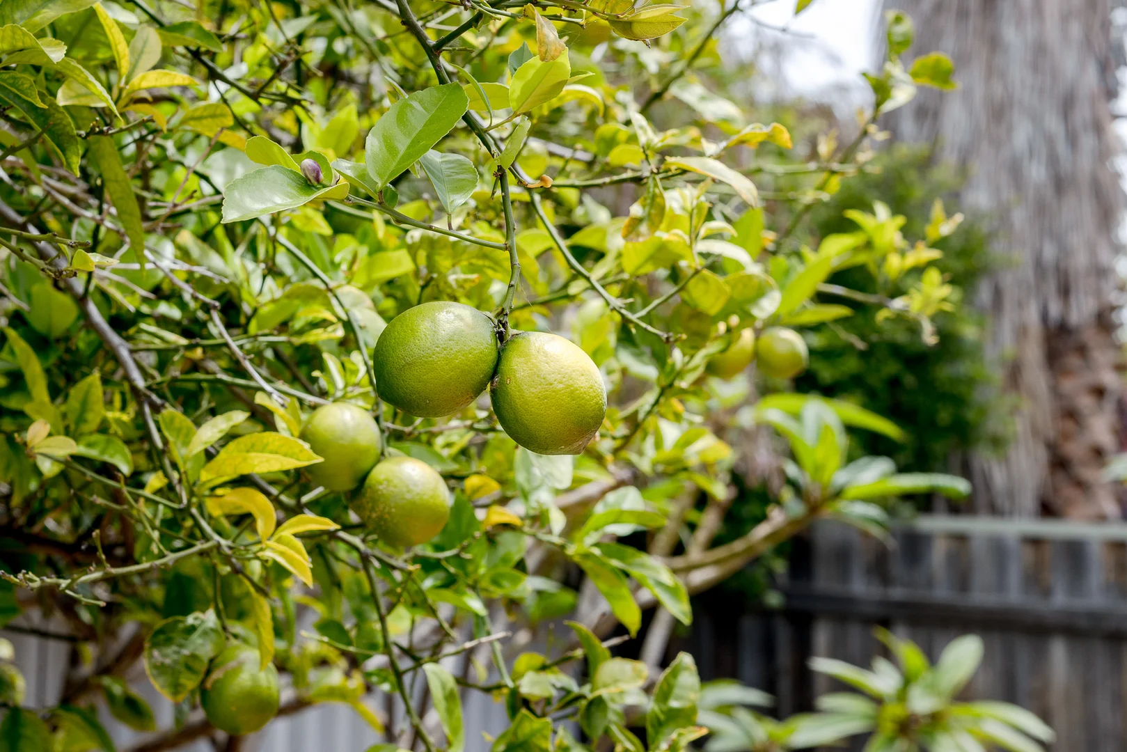 Additional image 34 of 38 Boyle Avenue, Rockingham WA 6168