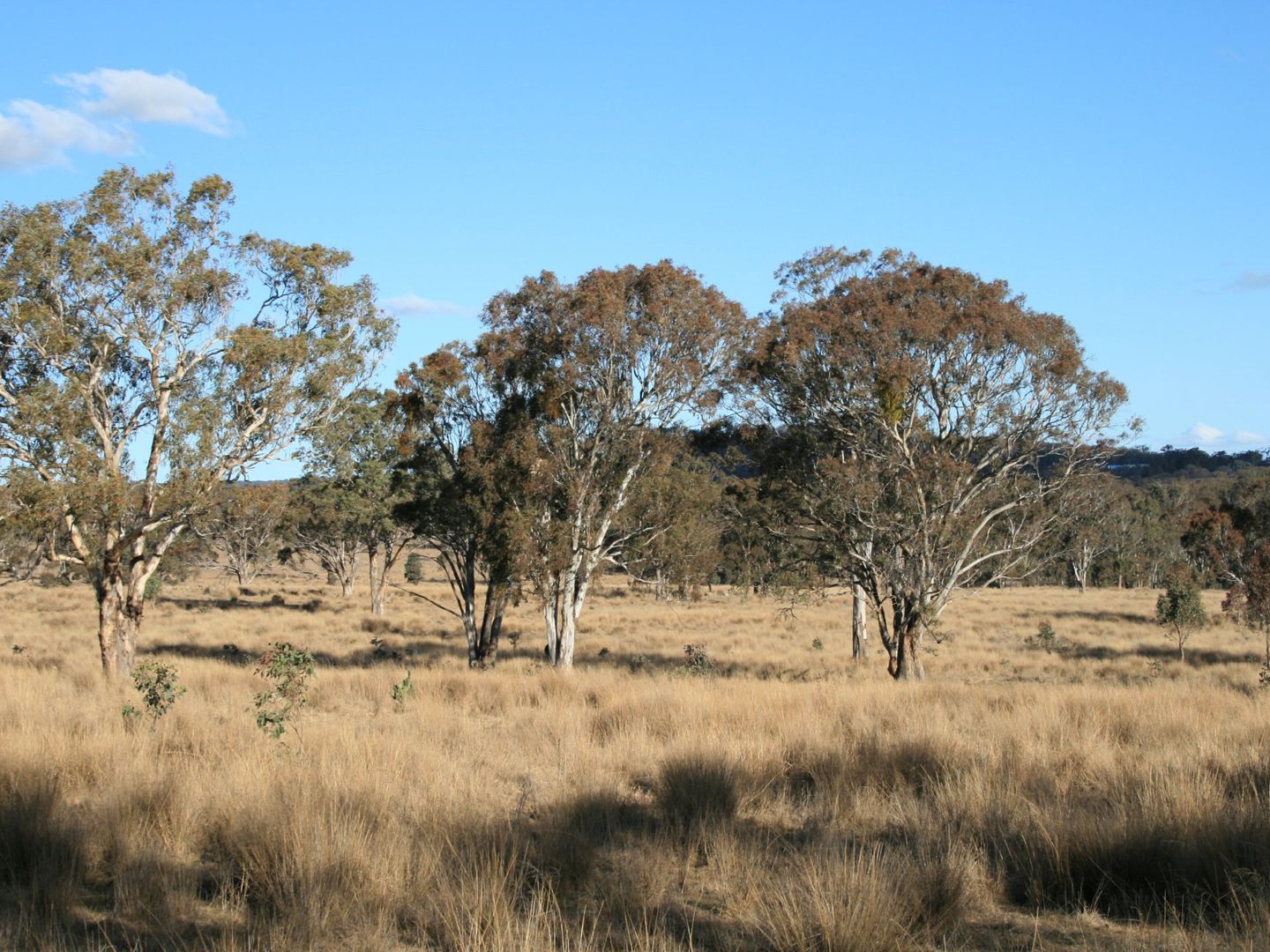 Lot 5 Rabbit Fence Road, Dalveen QLD 4374, Image 2