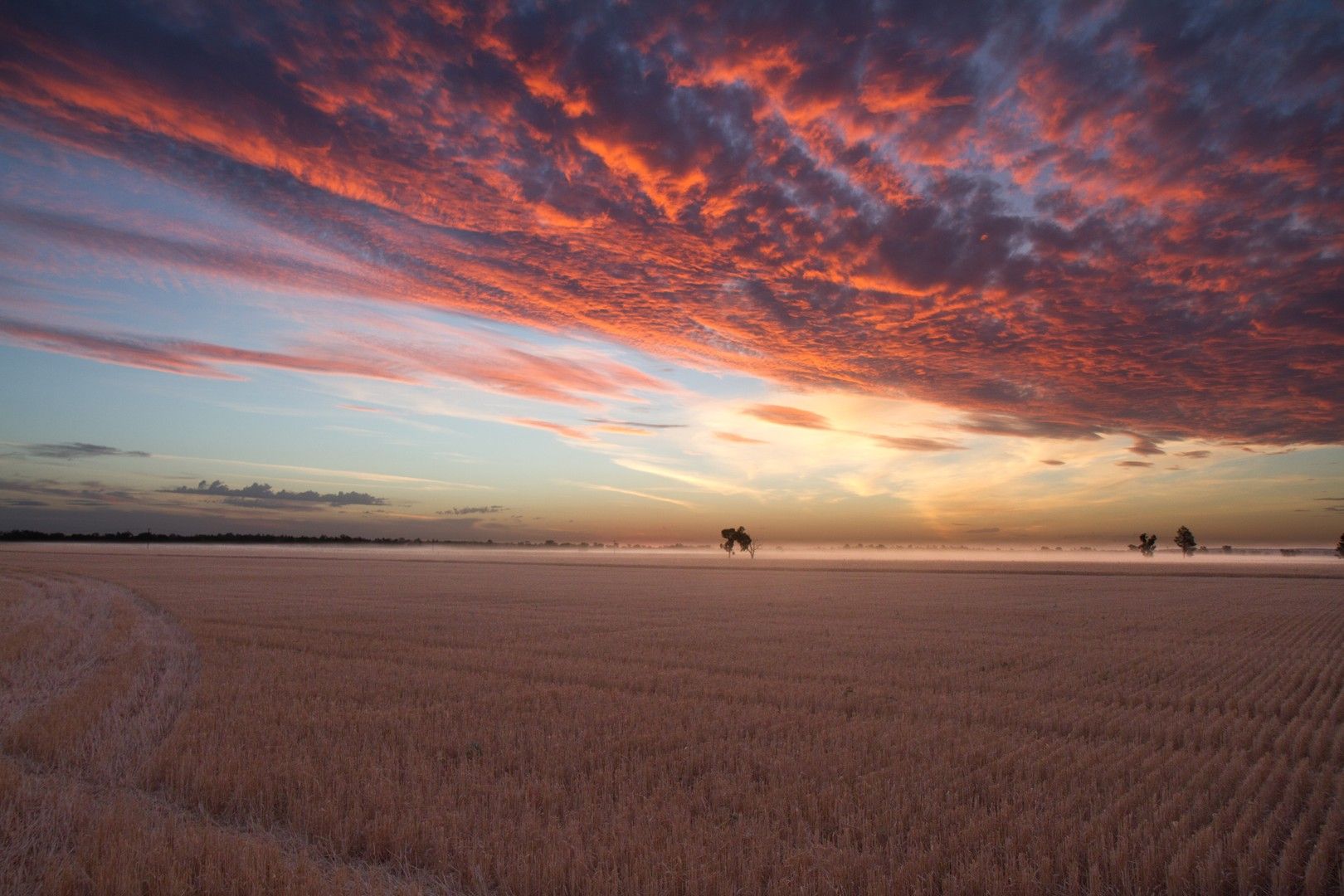 . "Lilydale", West Wyalong NSW 2671 Specialist Farm for Sale