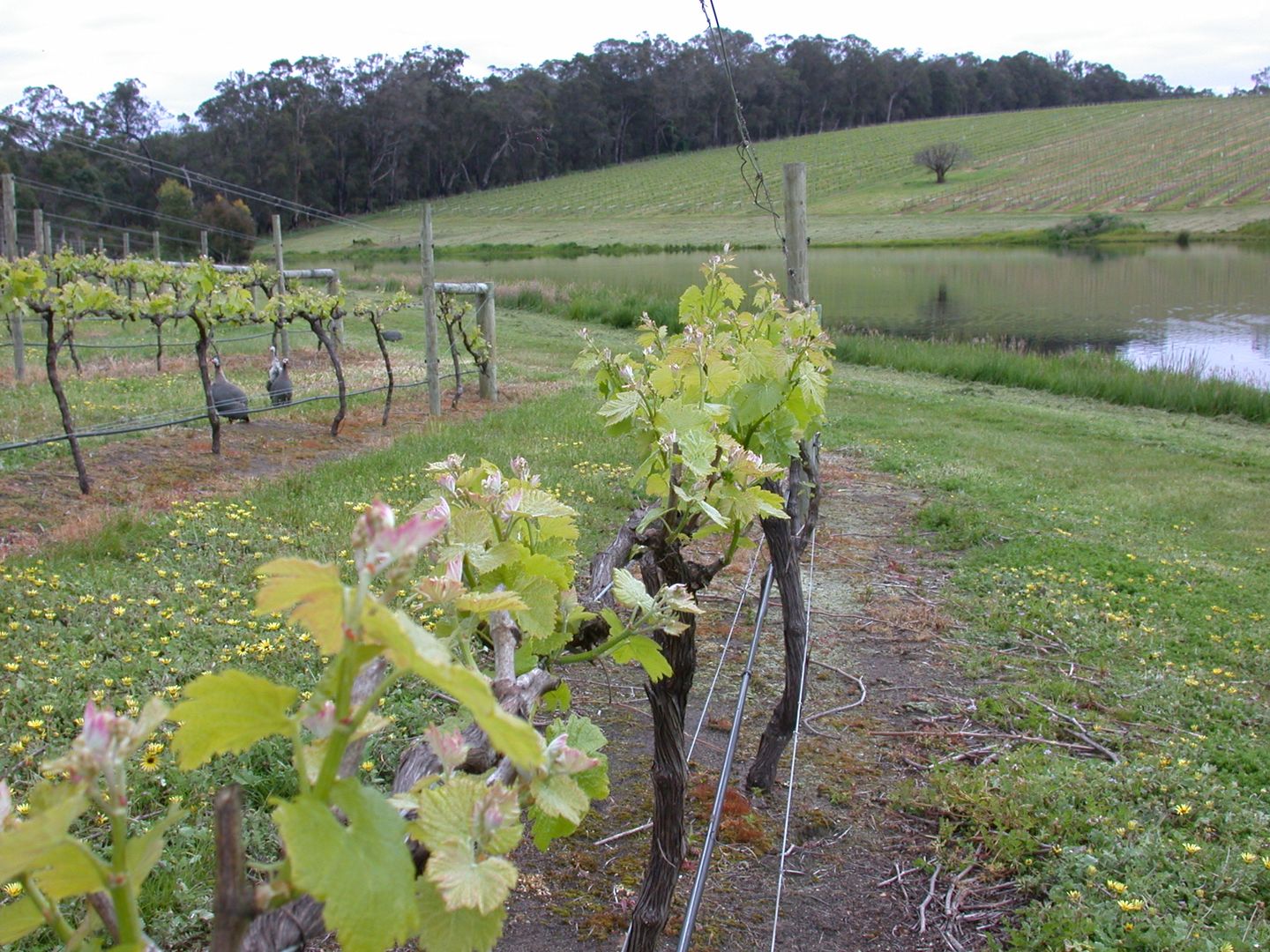 Rosa Glen WA 6285 House for Sale Domain