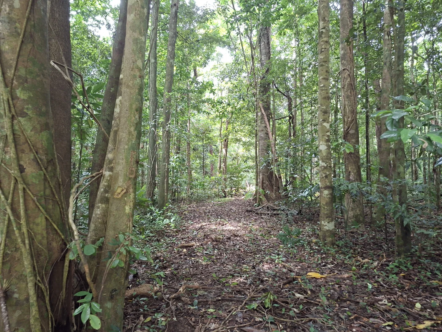 Additional image 4 of Lot 140 Quandong Road, Cow Bay, Daintree QLD 4873