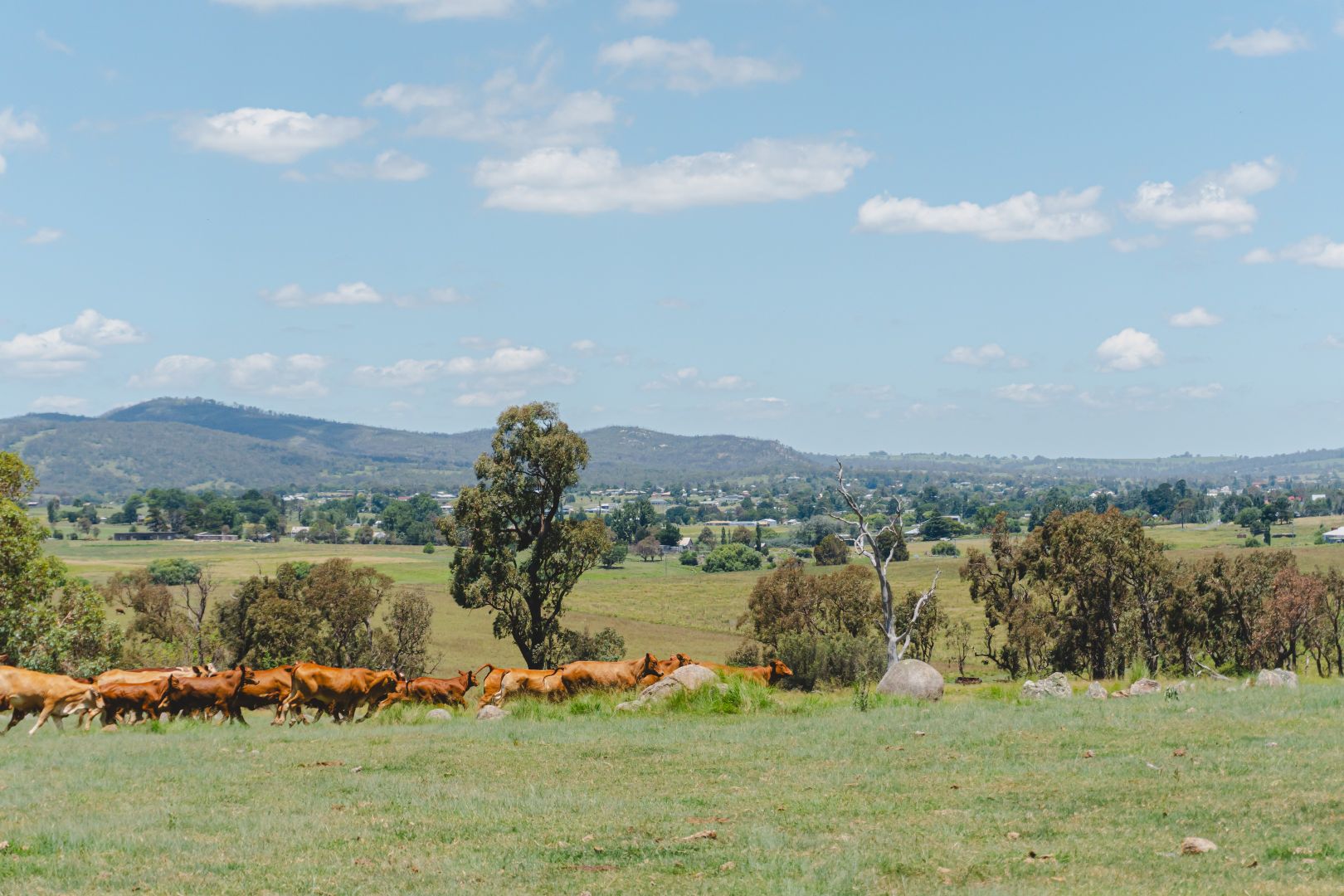 247 Leeches Gully Road, Tenterfield NSW 2372, Image 1