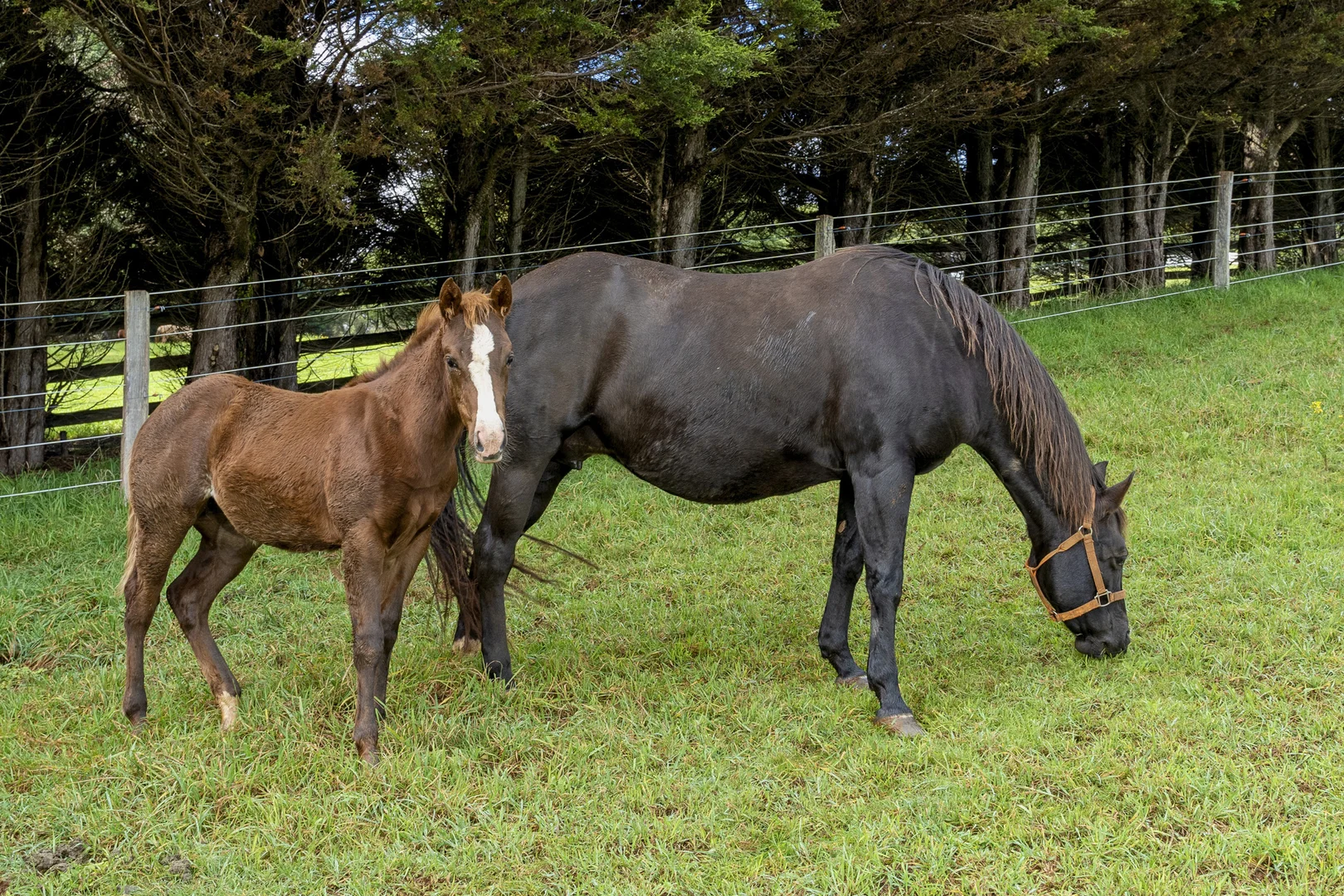 Additional image 20 of 101 Pearsons Lane, Robertson NSW 2577