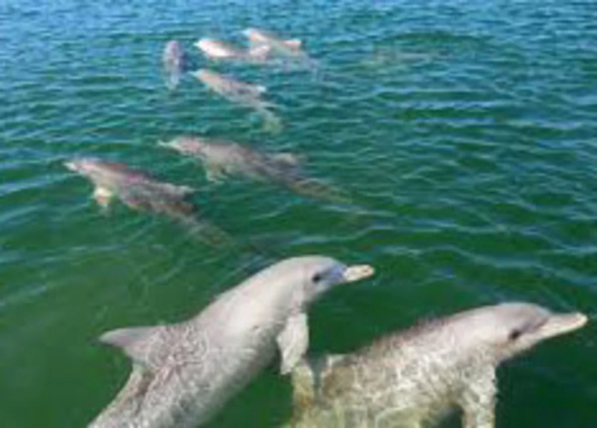 Additional image 16 of 4 Cowled Street, Whyalla Norrie SA 5608